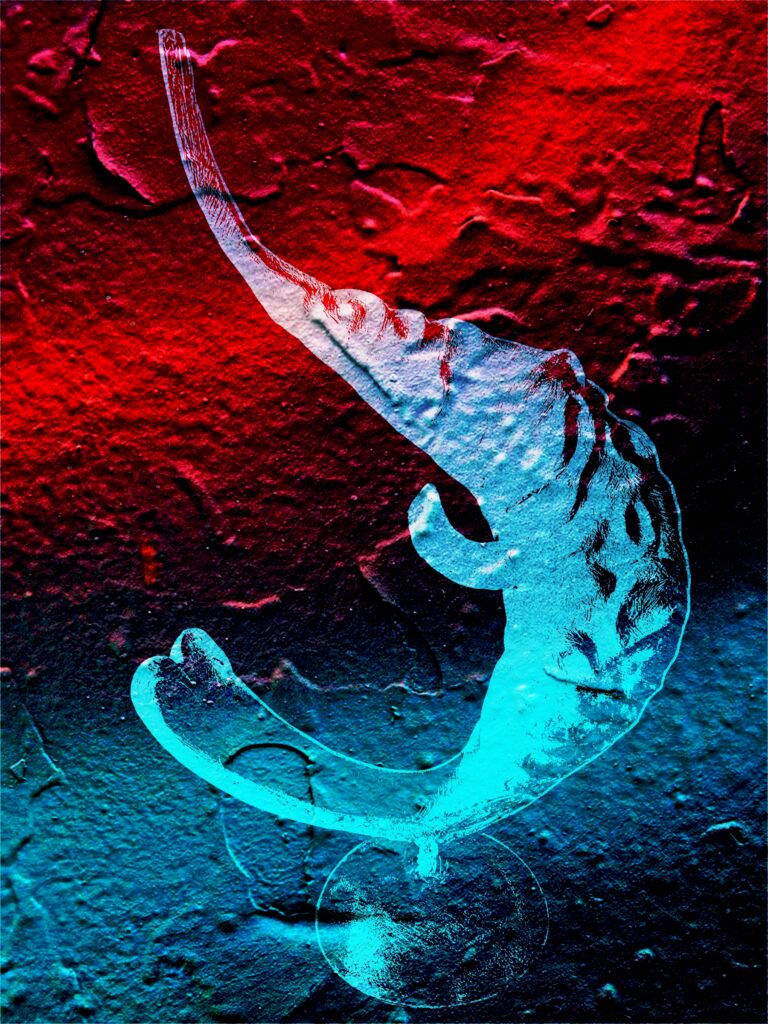 Calypso - KOOKYPIX - COUQUEBERG